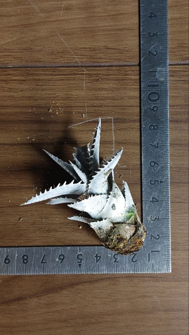 メルカリ便 Dyckia Big Dipper ディッキア メルカリ便 Dyckia Big Dipper ディッキア - メルカリ