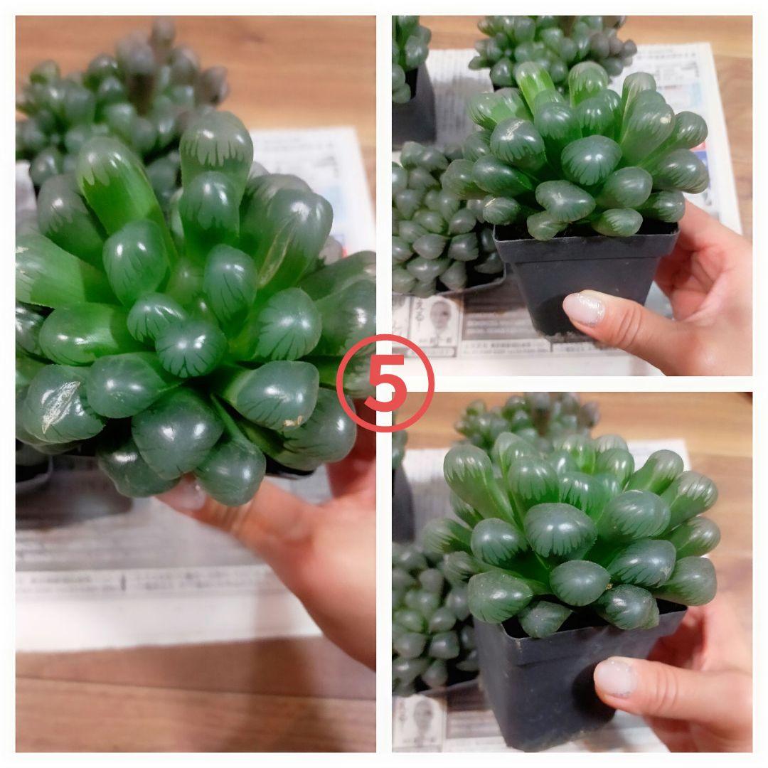 ☆SATO☆多肉植物☆ハオルチア　ドドソン紫オブツーサ　巨大化　肉厚 ハオルチア：大型変異ドドソン紫オブツーサ李紫 3.5号鉢植え の