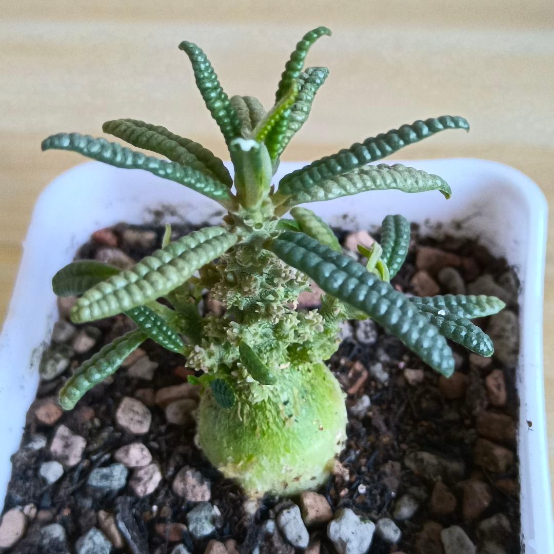 F353 塊根植物 ドルステニア ギガス ブラータ 実生株 希少厳選株