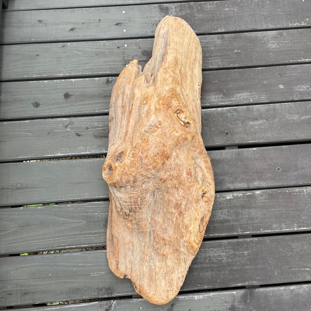 瘤と渦がきれい目立った傷や汚れなし