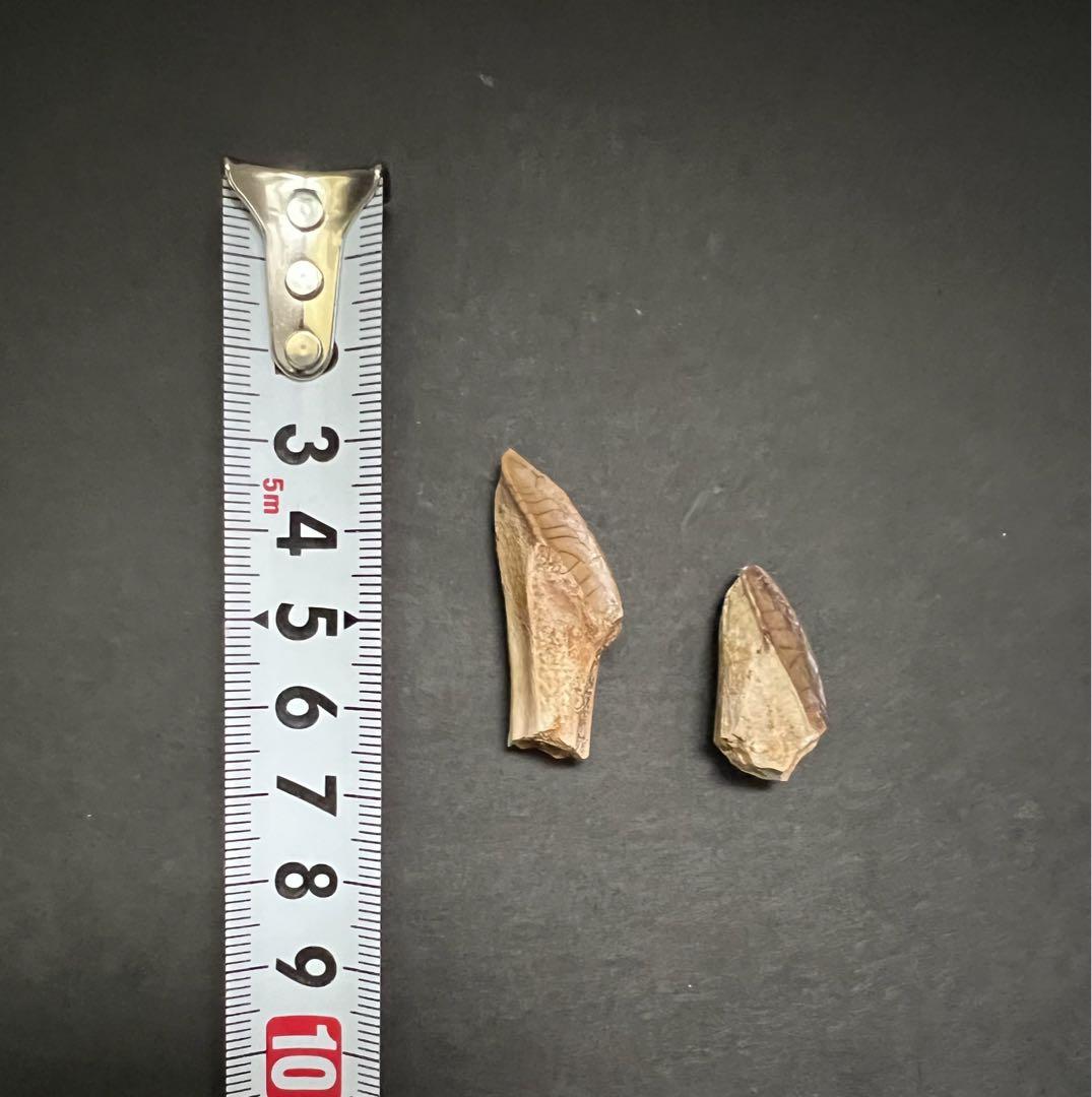超美麗！！　恐竜　エドモントサウルスの生え替わり構造歯　2本セット