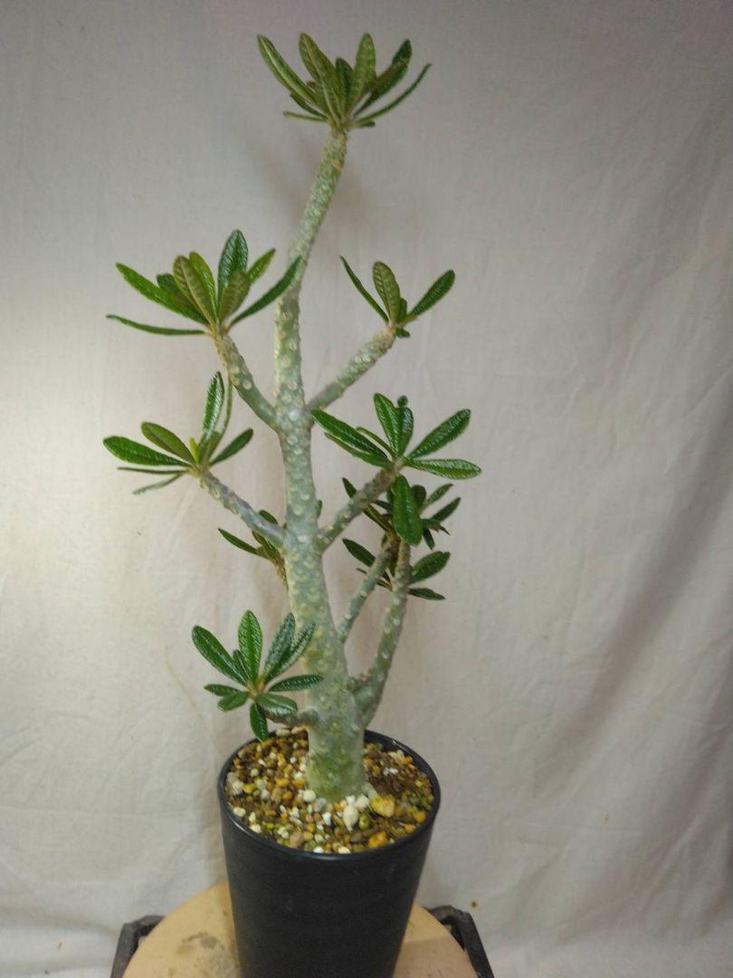 上品スタイル 激レア【ドルステニア セラアート4号ロング 親株に ギガス実生】 塊根植物・コーデックス