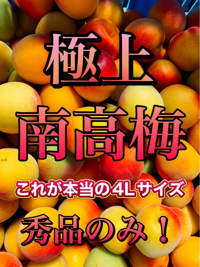 大粒‼️極上‼️和歌山県産 木熟南高梅 4Lサイズ 2kg みかんキング
