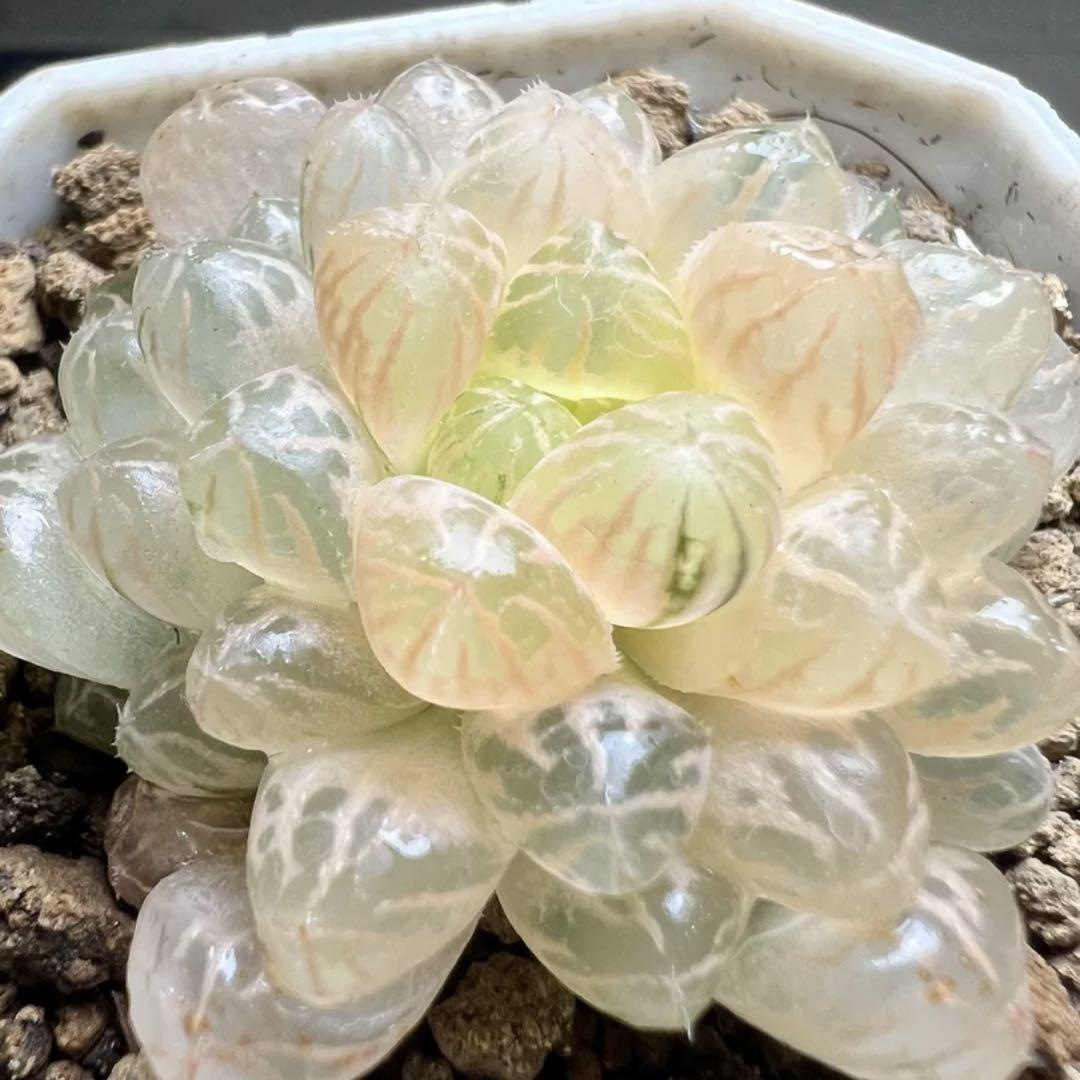 多肉植物 ハオルチア 特ダルマオブツーサ錦 舞姫 糊斑 鮮明錦 美