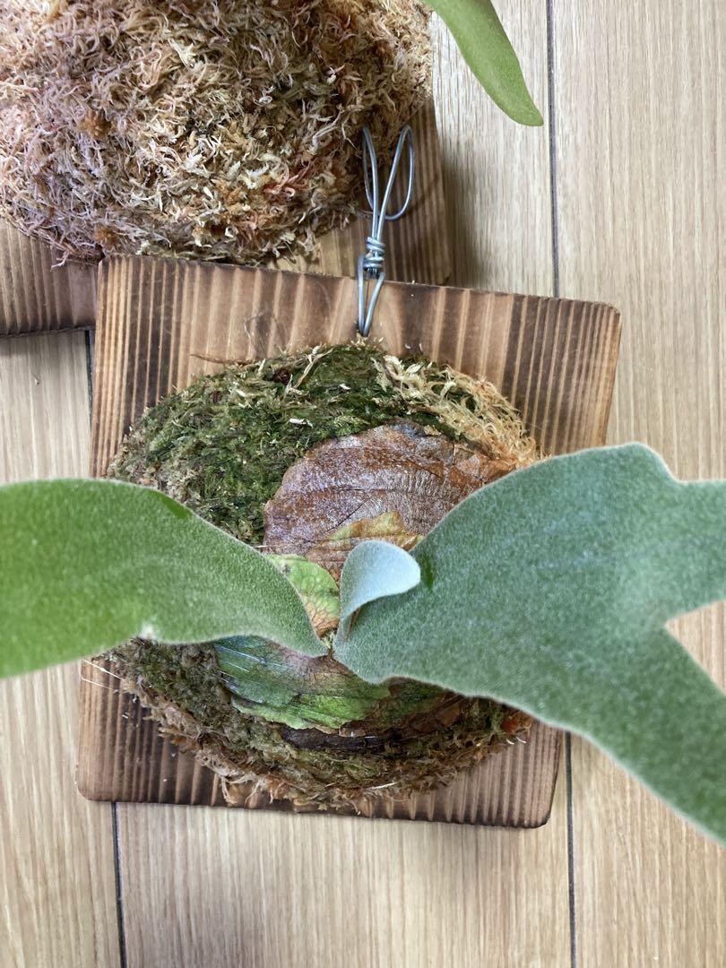 ビカクシダ comolebi plants | ⊿ “Nadare” #ビカクシダ