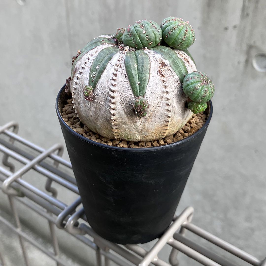 ユーフォルビア　オベサ　オールド　木質化