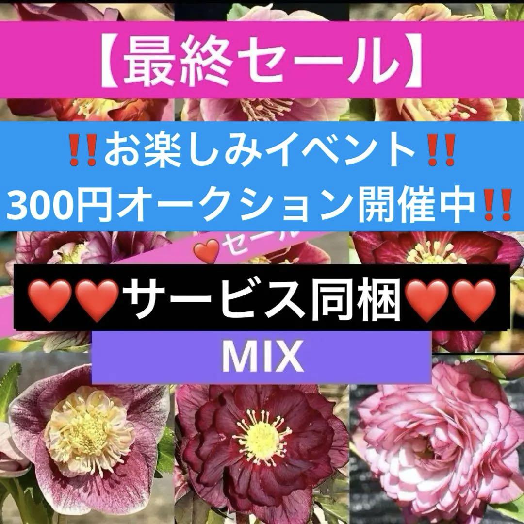 最終セール】種子採取、終了‼️ ⭐️種子❤️100粒❤️極上