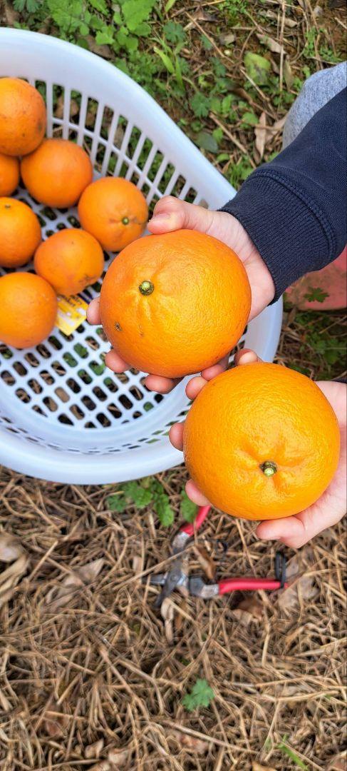 徳之島産たんかん 10キロ