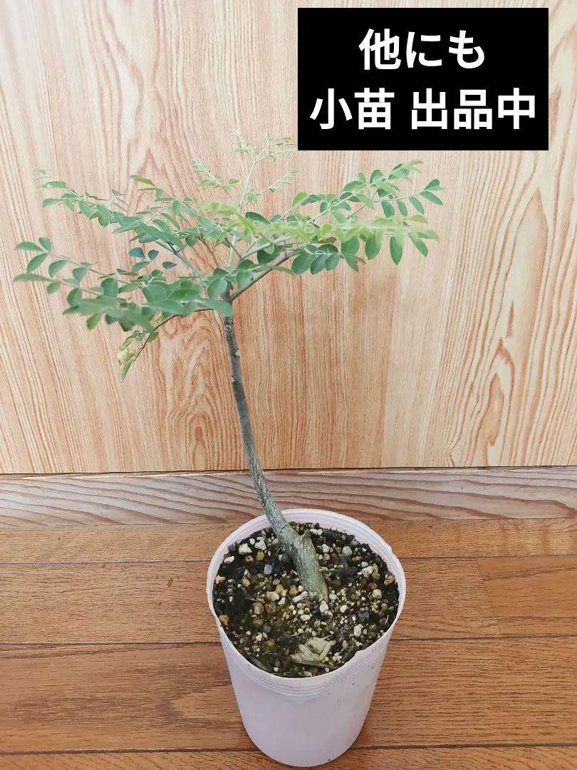 激レア　モリンガ　オバリフォリア　モリンガ苗　スーパーフード　奇跡の樹　鉢植え Amazon.co.jp: モリンガ オバリフォリア モリンガ苗 スーパー