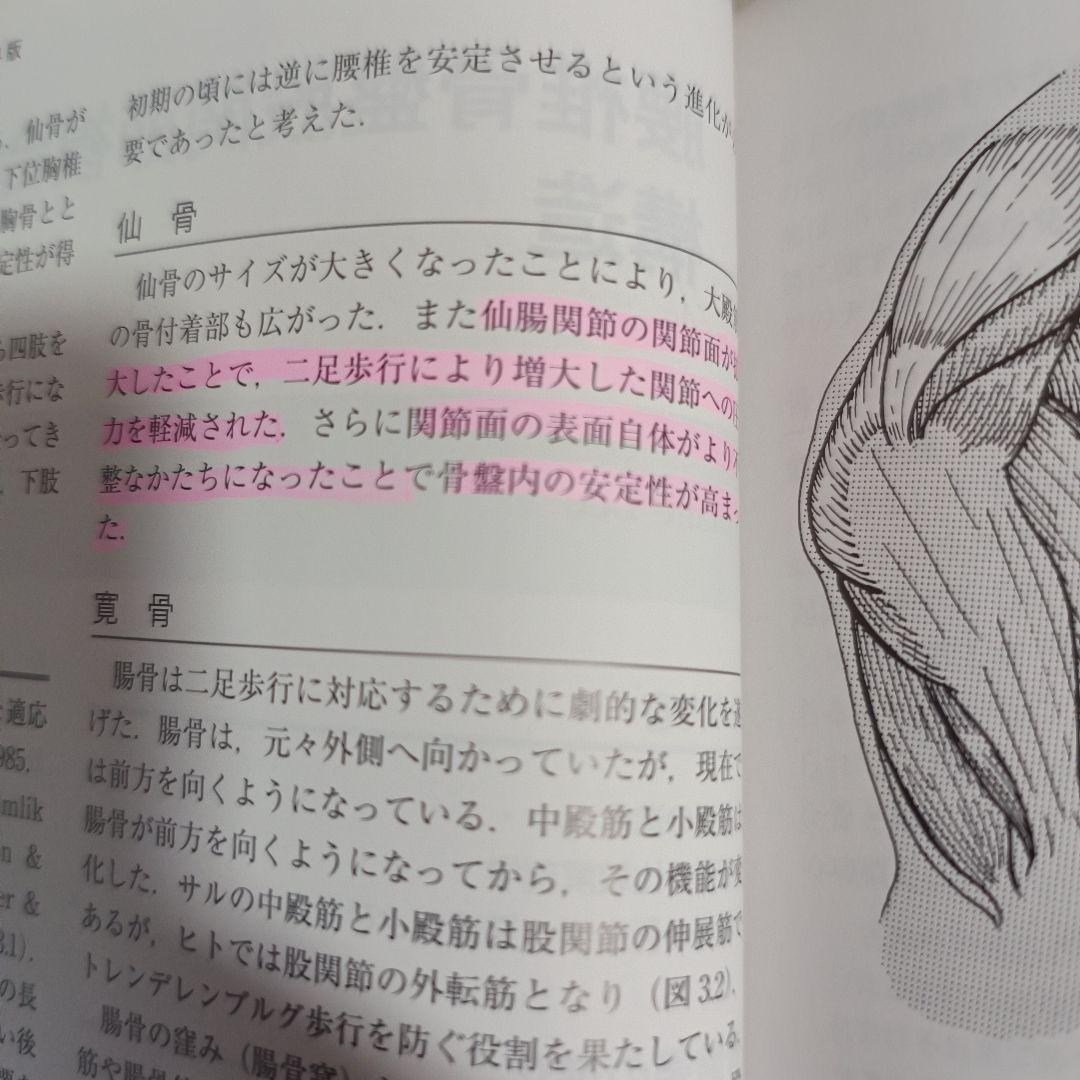 骨盤帯　原著第4版