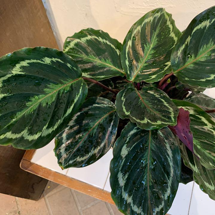 メルカリ 希少 カラテア メダリオン 6号鉢 植物 観葉植物 2 777 中古や未使用のフリマ メルカリ 希少 カラテア メダリオン 6号鉢 植物 観葉植物 2 777 中古や未使用のフリマ