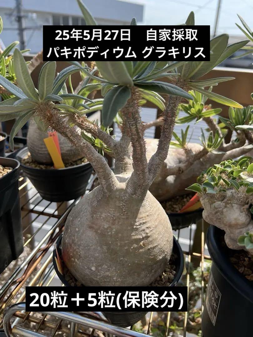 25年5月15日自家採取 【パキポディウムグラキリス 】種子8粒＋2