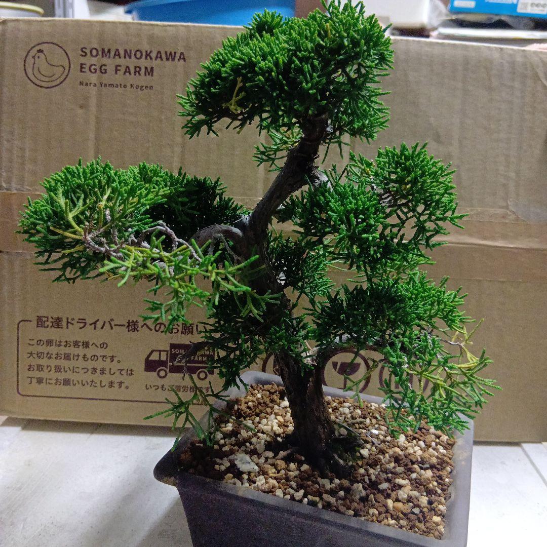 紀州真柏（小品盆栽）インテリア用サイズ