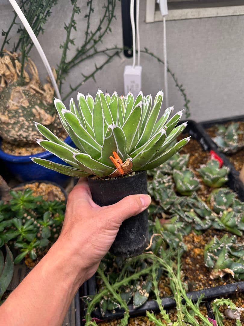 ササノユキ 笹の雪