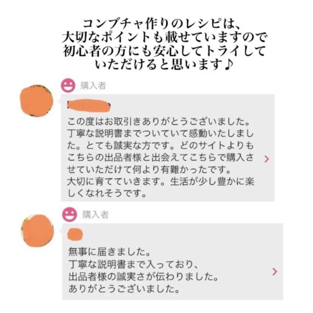 １.5L用　美発酵コンブチャ　スコビー マザー　詳しいレシピとサポート付き　腸活