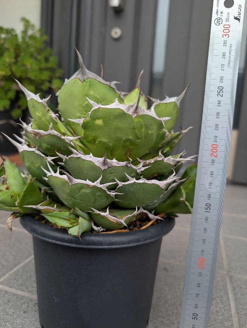 アガベペルシアンドワーフ