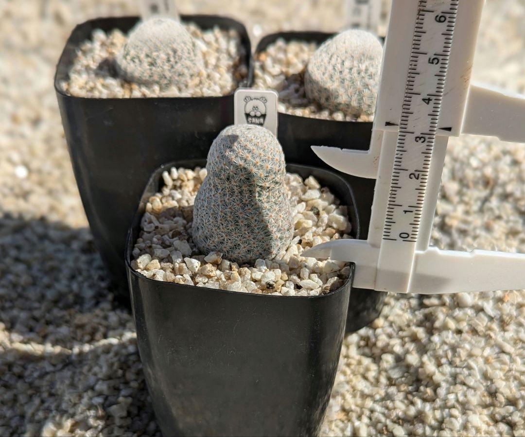 【お気に入り】 マミラリア 白鷺 実生カット自根 鉢付きメルカリ便発送( •ω サボテン