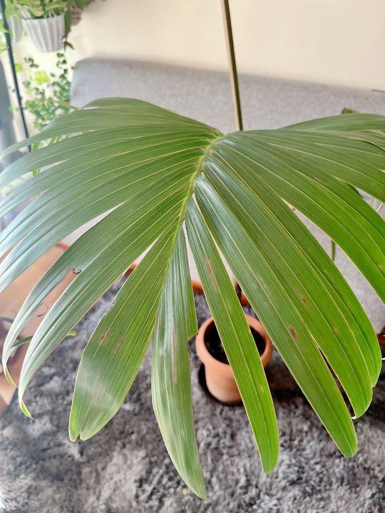 手数料安い 12 8撮影 沖縄産 トックリヤシ 南国 観葉植物 室内 大型 植物 観葉植物 Www Casaoxigenio Com Br Www Casaoxigenio Com Br