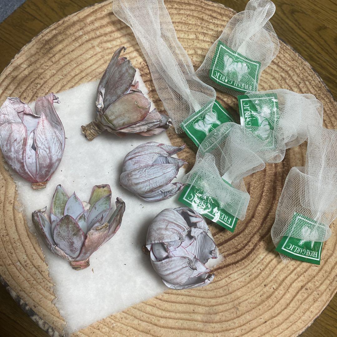 確認用　② カンテ　多肉植物　多肉　エケベリア