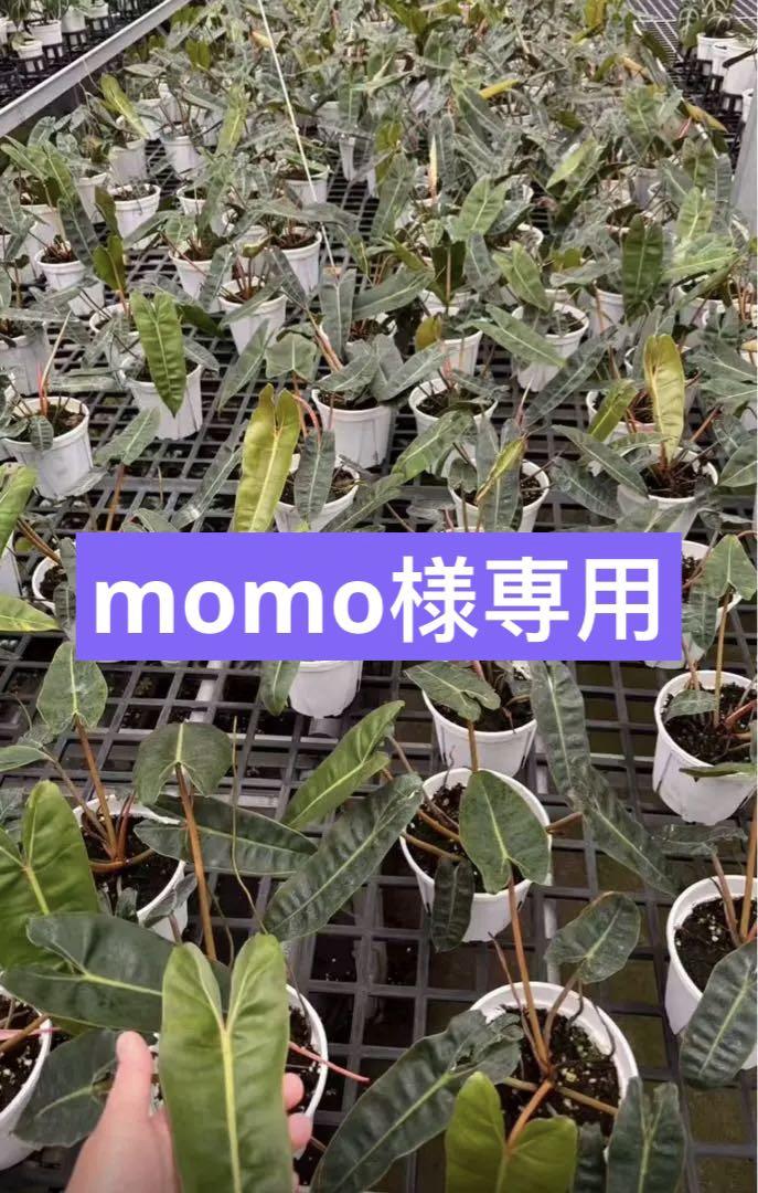 【momo】