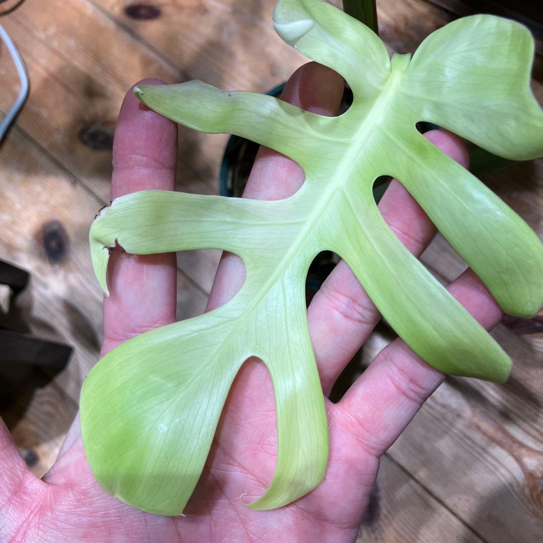 特選個体 切れ込み深い