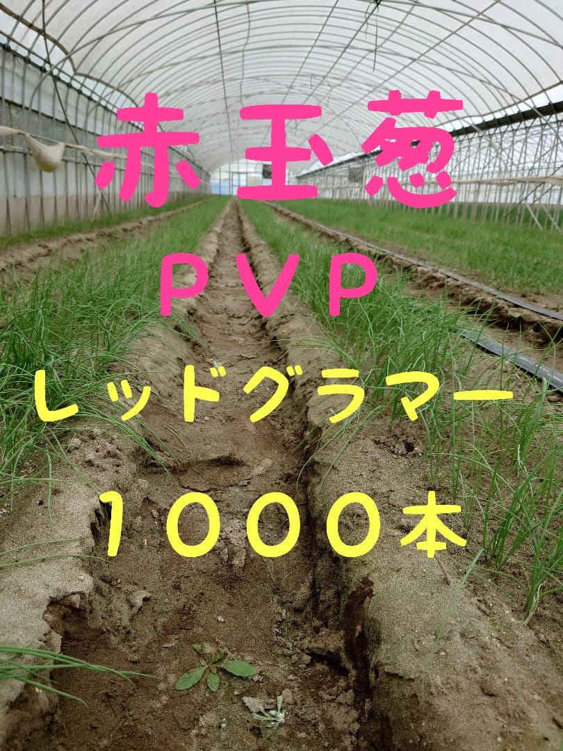 2025超人気！ 玉ねぎ苗 レッドグラマー１０００本 野菜苗 玉葱苗やや傷や汚れあり