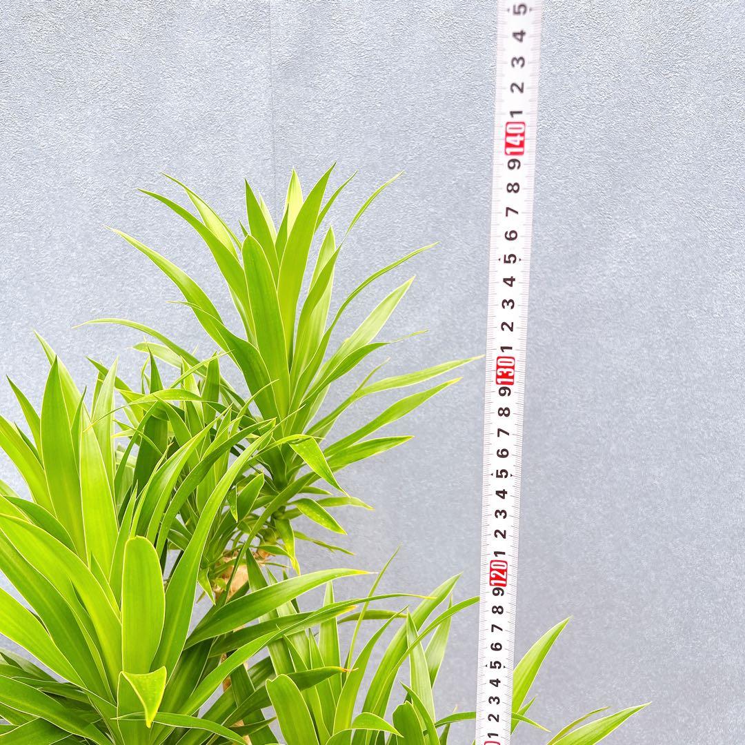 現品 ドラセナ コンシンネ ナビー 観葉植物 特大 室内