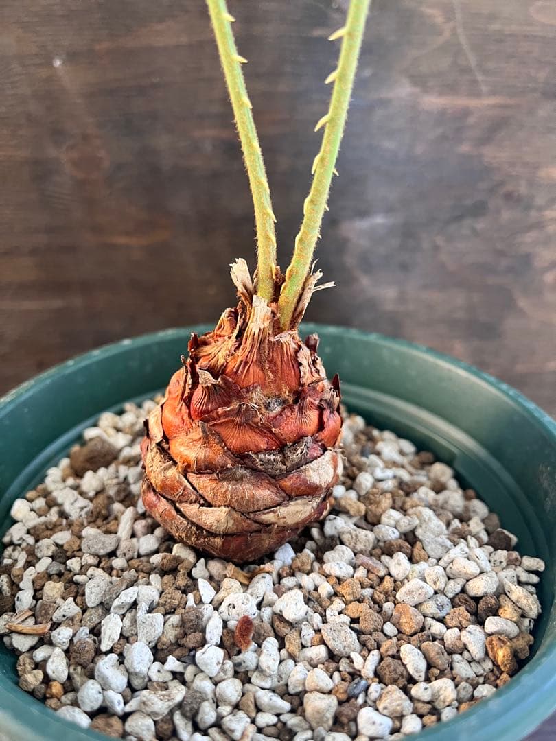 サイカスカイルンシアナ 赤肌 M11 サイカスカイルンシアナ 赤肌 M11