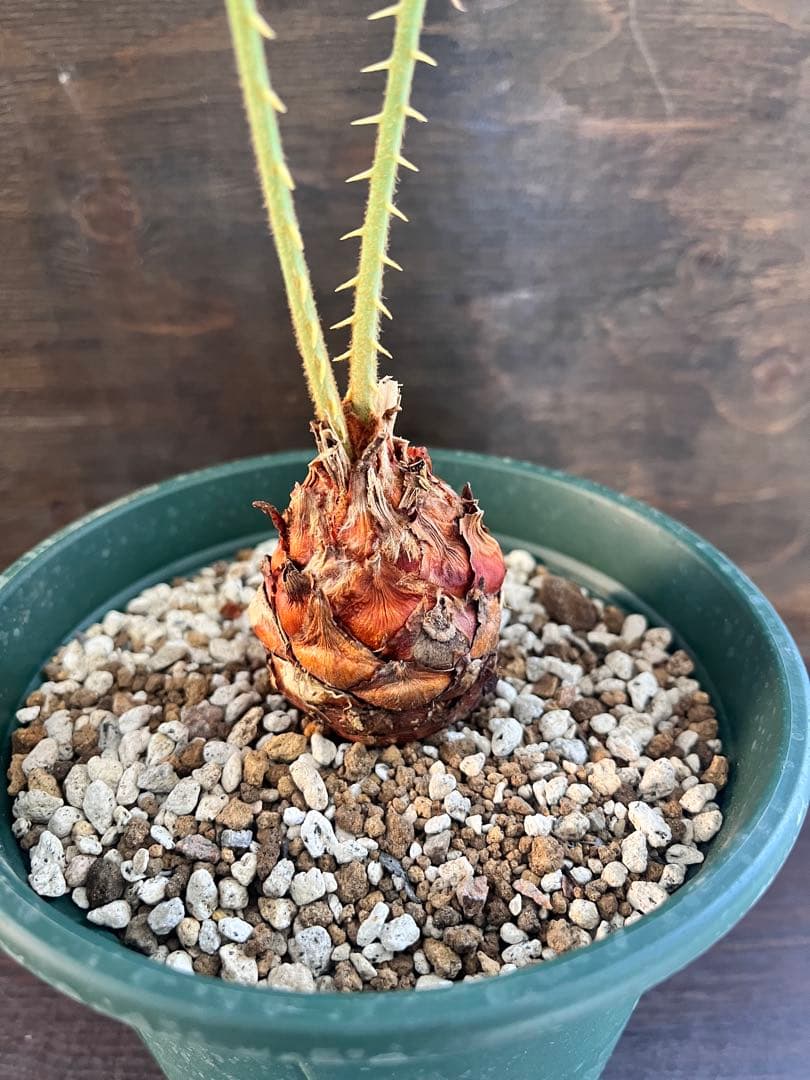 サイカスカイルンシアナ 赤肌 M11 サイカスカイルンシアナ 赤肌 M11