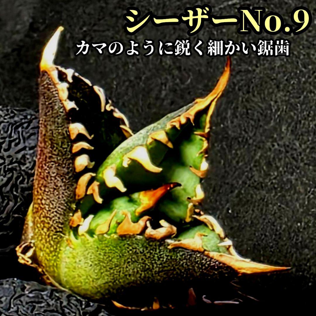 アガベ　チタノタ　シーザーNo.9　カマのように鋭く細かい鋸歯と鋭い強棘が特徴