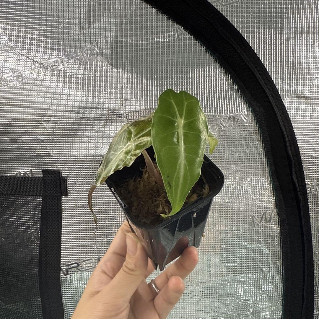 アロカシア ヴェノム Alocasia 'Venom' 管理番号s10 - メルカリ