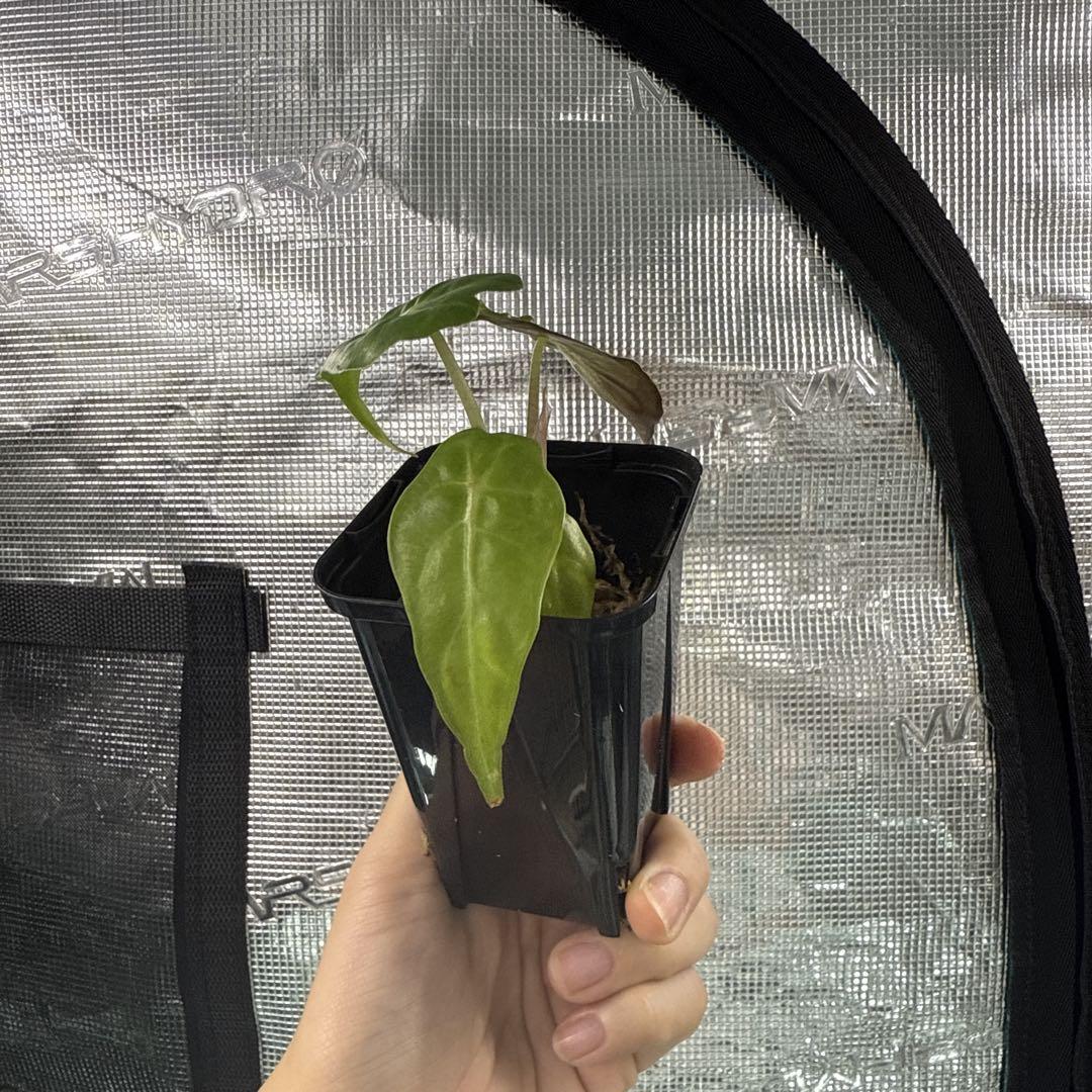 アロカシア ヴェノム Alocasia 'Venom' 管理番号22 アロカシア ヴェノム Alocasia 'Venom' 管理番号23 - メルカリ