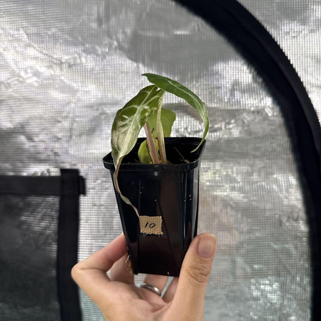 アロカシア ヴェノム Alocasia 'Venom' 管理番号s10 - メルカリ