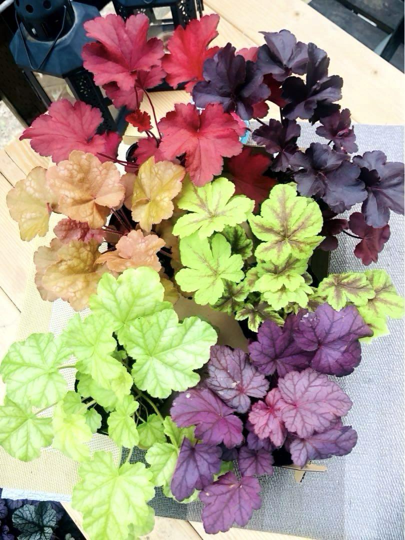 お値下げ不可ヒューケラド良い品質株耐暑性耐寒性多年草 宿根草 6種類 6色