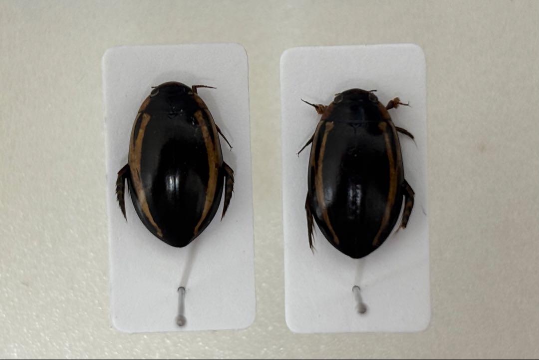 Hydaticus sp. 学術標本 2匹