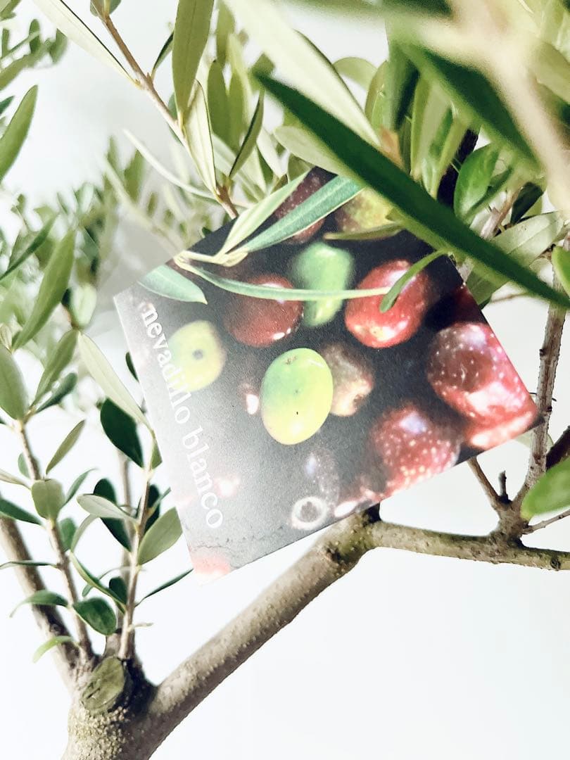 オリーブ ネバディロブロンコ観葉植物