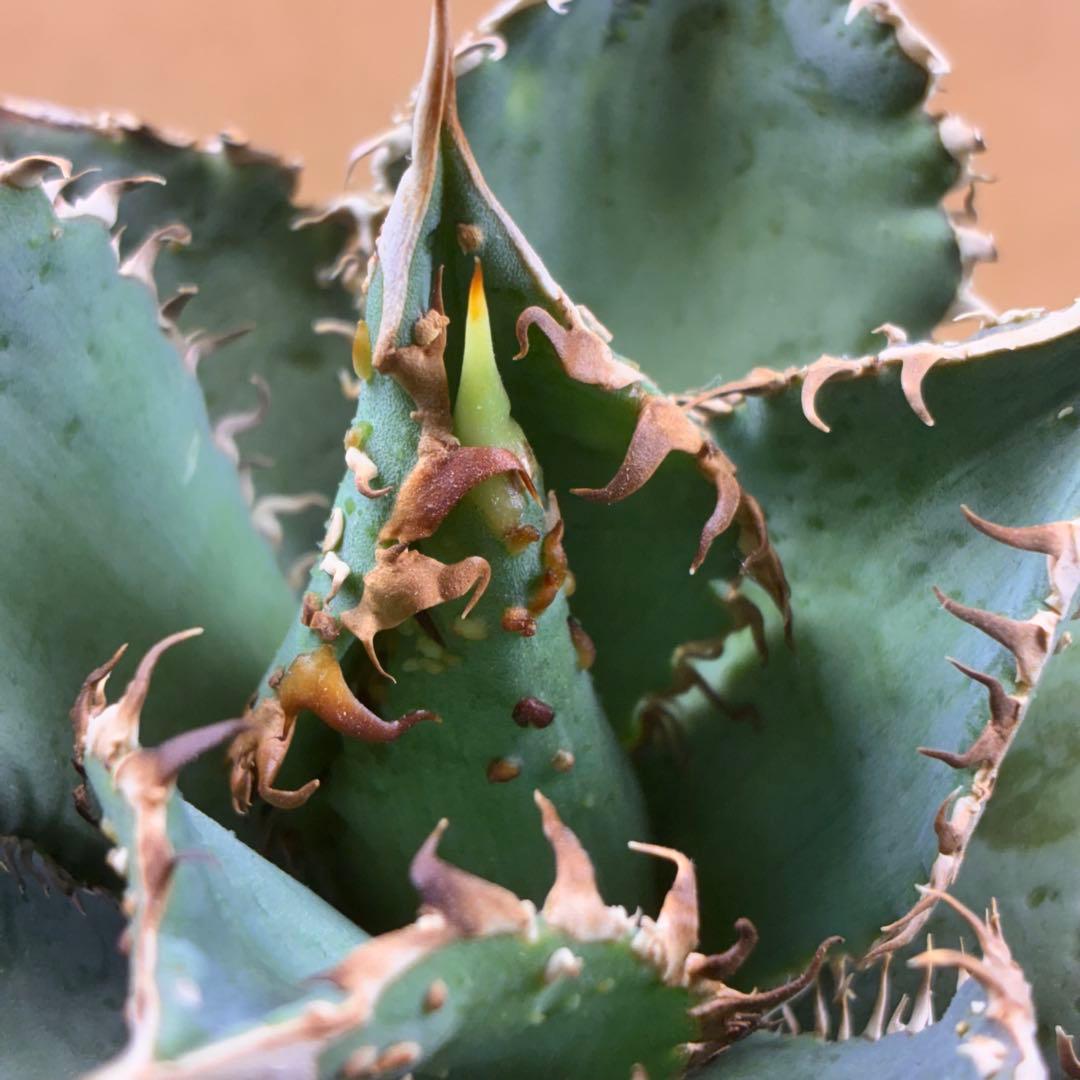 アガベ チタノタ 金蟾王 精選特選 優良血統 ブツブツ - メルカリ