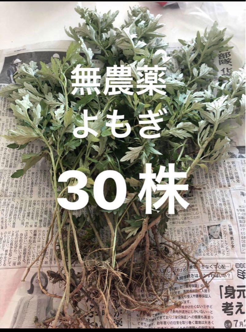 専用　よもぎ苗　500株