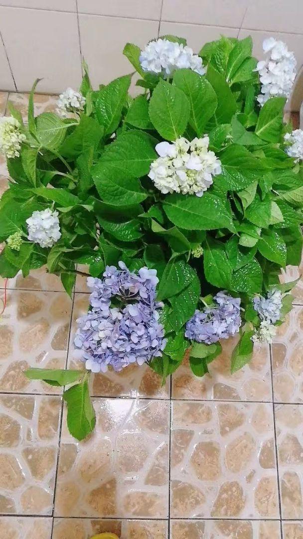 アジサイの盆栽（白・青・紫）