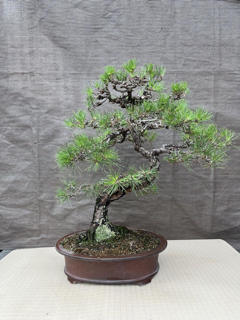 美芸 籠型 盆栽鉢 泥珠 3点 植木鉢 丸鉢 和鉢 小盆栽 中古 時代