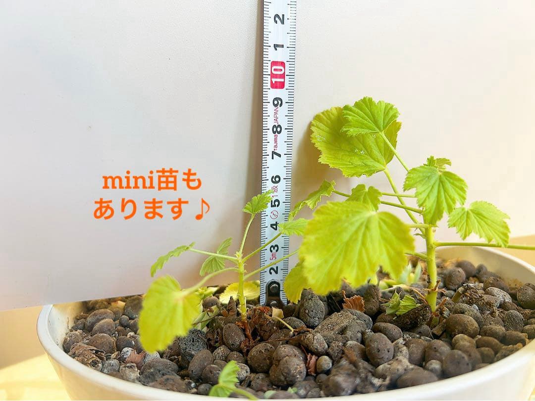 オレンジフィズ苗 オレンジゼラニウム苗 オレンジ香るハーブ 根付き苗② オレンジフィズ苗 オレンジゼラニウム苗 オレンジ香るハーブ 根付き苗②