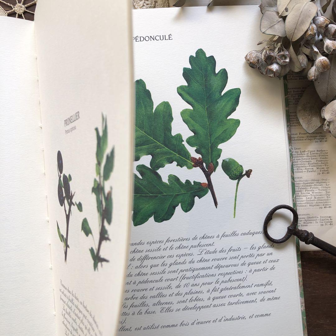 1991年 フランス 葉っぱの植物図鑑 ヴィンテージ