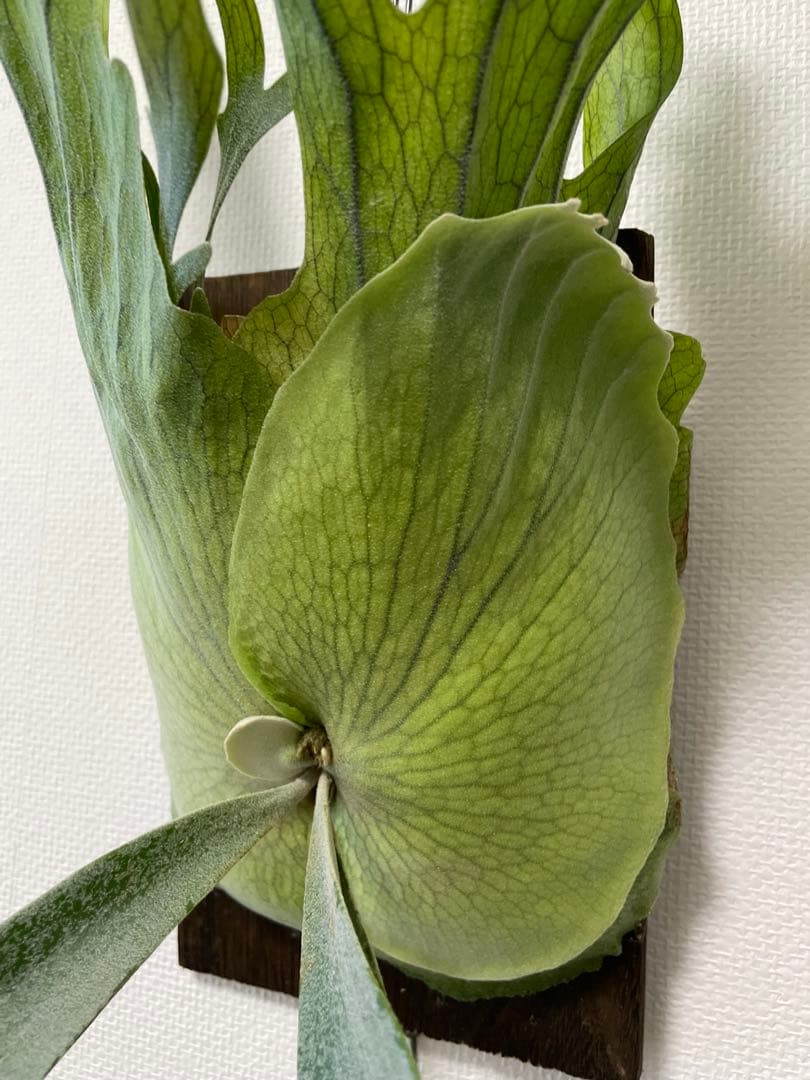 コットンクラウド×ムーンライト ビカクシダ ウィリンキー