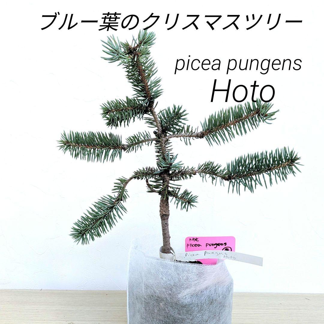 Picea Pungens ホト クリスマスツリー　プンゲンストウヒ　hoto picea pungens プンゲンストウヒ ホト Hoto クリスマスツリー Picea