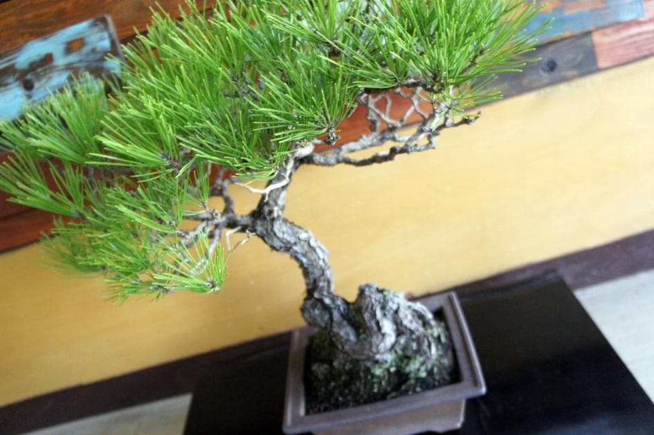 全国送料無料。 盆栽 黒松 インテリア 観葉植物 園芸 ガーデニング 送料無料 b184新品、♥