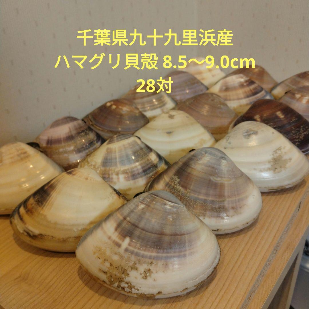 千葉県九十九里浜産　ハマグリ貝殻 8.5〜9.0cm　28対