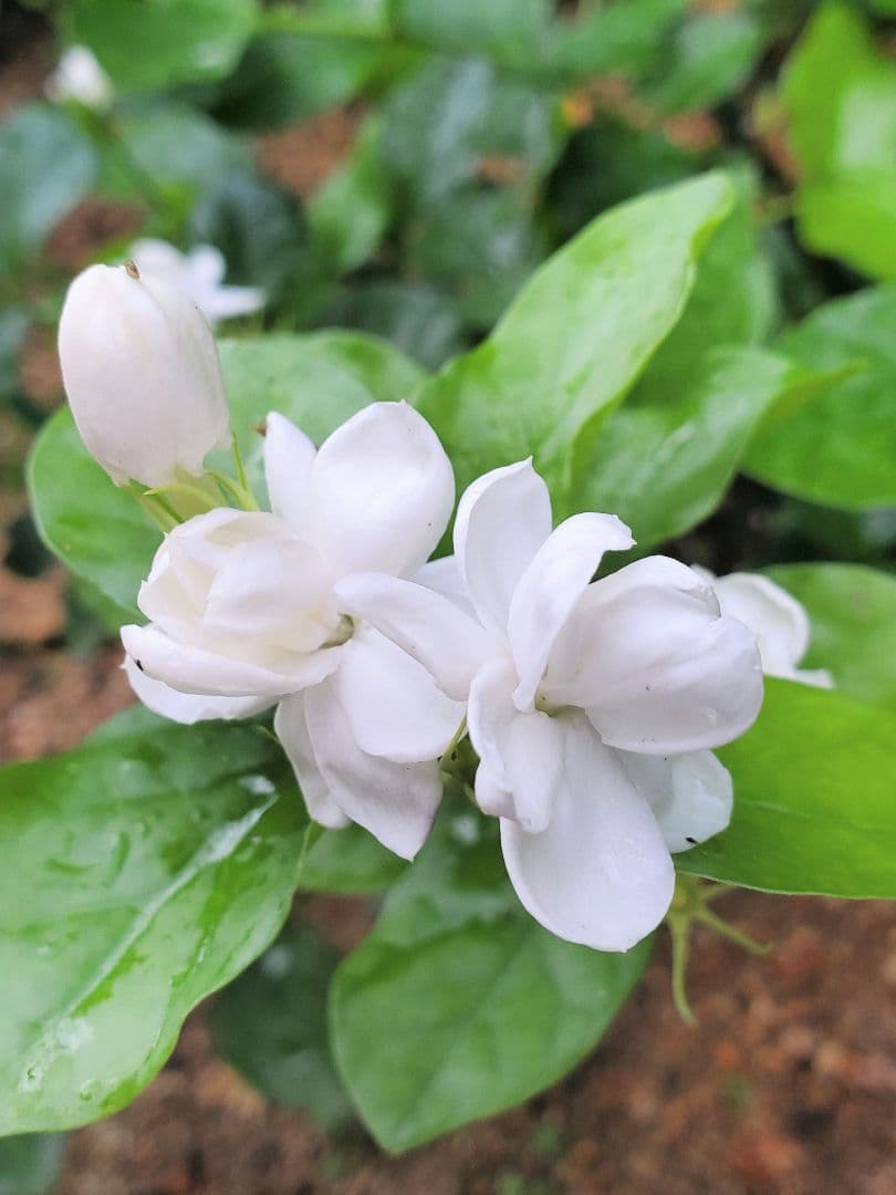 八重咲きアラビアンジャスミン マツリカ 茉莉花 ピカケ ポット苗1株 メルカリ 八重咲きアラビアンジャスミン マツリカ 茉莉花 ピカケ ポット苗1株 メルカリ