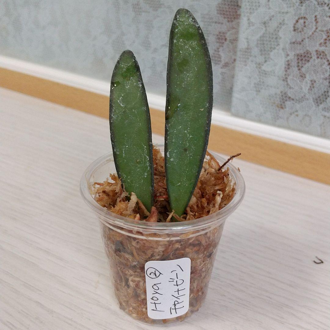ホヤ チャイナビーン 挿し木セット完了苗 多肉植物 メルカリ