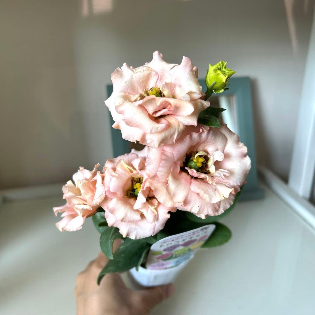 【八重咲き】トルコキキョウ　サブリナオレンジ　ポット苗《9/7》❶