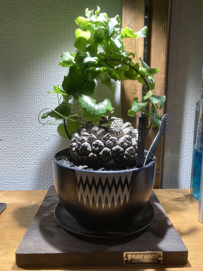 超格安一点 特大サイズ トゲトゲ良型亀甲竜 鉢付き その他多肉植物